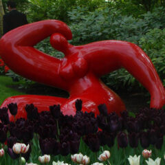 tulipany (74)